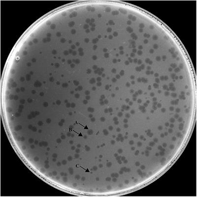 First Characterization of a Hafnia Phage Reveals Extraordinarily Large Burst Size and Unusual Plaque Polymorphism